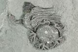 Two Crinoid (Platycrinites) Fossils - Crawfordsville, Indiana #125898-1
